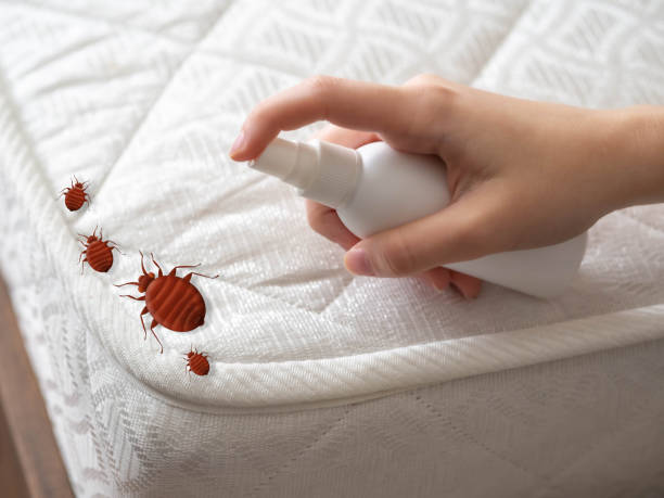 Best Termite Control Services  in De Smet, SD