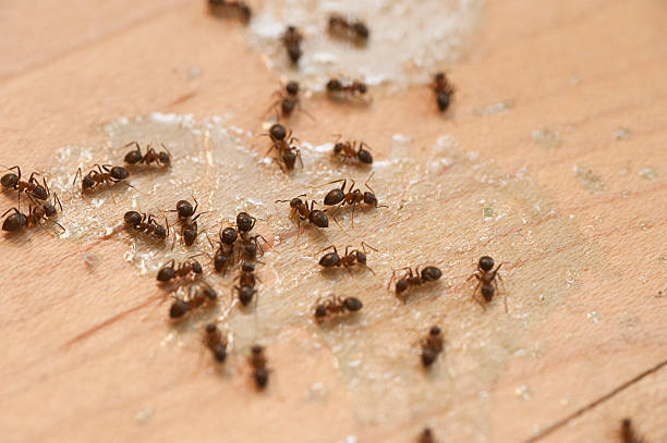 Best Exterminator Services  in De Smet, SD